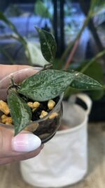 Hoya 'Rosita' Silver, rzadka hoya kolekcjonerska o lancetowatych liściach pokrytych srebrnym splashem i z ciemnym marginesem, VarieGarden