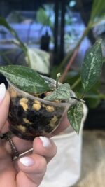 Hoya 'Rosita' Silver #2 - obrazek 4