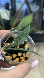 Hoya 'Rosita' Silver #2 - obrazek 5