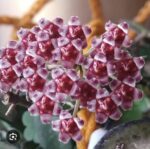 Hoya 'Rosita' Silver #4 - obrazek 2