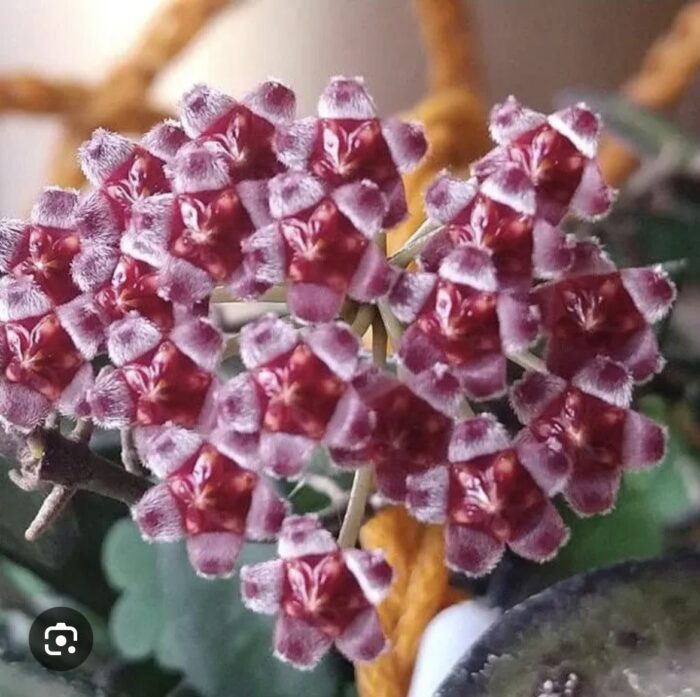 Hoya 'Rosita' Silver #4 - obrazek 2