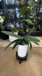 Phalaenopsis Cadillac Peloric / storczyk przekwtnięty - obrazek 3