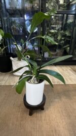 Phalaenopsis Cadillac Peloric / storczyk przekwtnięty - obrazek 2