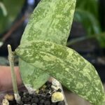 Hoya aff. lambii 'Silver', rzadka hoya kolekcjonerska o masywnych, sztywnych liściach pokrytych srebrzystym splashem, VarieGarden