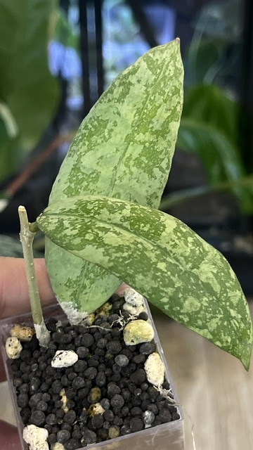 Hoya aff. lambii 'Silver', rzadka hoya kolekcjonerska o masywnych, sztywnych liściach pokrytych srebrzystym splashem, VarieGarden Hoya aff. lambii 'Silver', rzadka hoya kolekcjonerska o masywnych, sztywnych liściach pokrytych srebrzystym splashem, VarieGarden