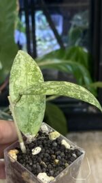 Hoya aff. lambii 'Silver' #1 - obrazek 3