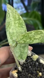 Hoya aff. lambii 'Silver' #1 - obrazek 4