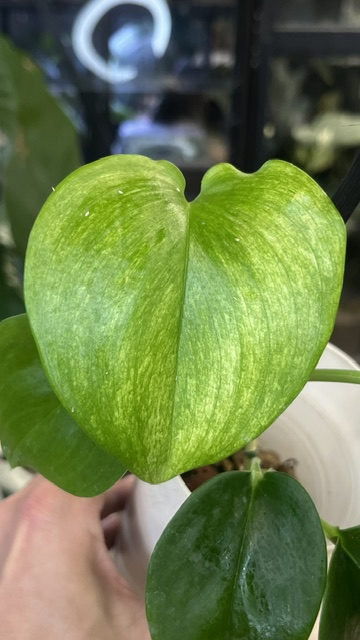 Scindapsus mint