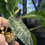 Philodendron Domesticum variegata