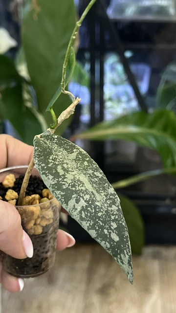 Philodendron Domesticum variegata