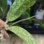 Hoya aff. lambii 'Silver', rzadka hoya kolekcjonerska o masywnych, sztywnych liściach pokrytych srebrzystym splashem, VarieGarden
