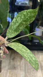 Hoya aff. lambii 'Silver', rzadka hoya kolekcjonerska o masywnych, sztywnych liściach pokrytych srebrzystym splashem, VarieGarden