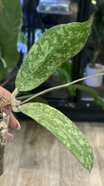 Hoya aff. lambii 'Silver', rzadka hoya kolekcjonerska o masywnych, sztywnych liściach pokrytych srebrzystym splashem, VarieGarden