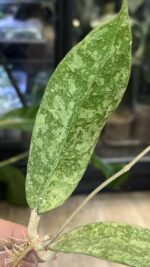 Hoya aff. lambii 'Silver' #2 - obrazek 3