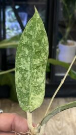 Hoya aff. lambii 'Silver' #2 - obrazek 6