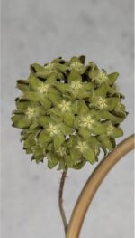 Hoya aff. lambii 'Silver' #1 - obrazek 2