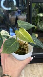 Philodendron Glorious #2 - obrazek 3