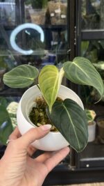 Philodendron Glorious #2 - obrazek 2