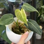 Philodendron Glorious