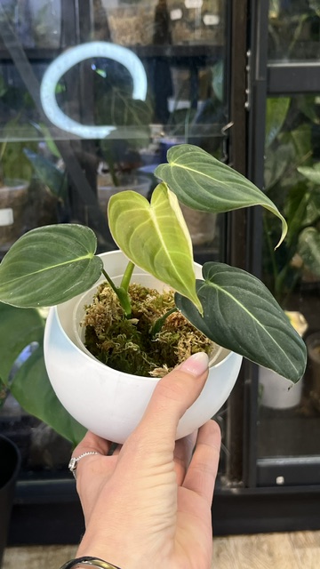 Philodendron Glorious