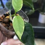 Hoya multiflora albomarginata