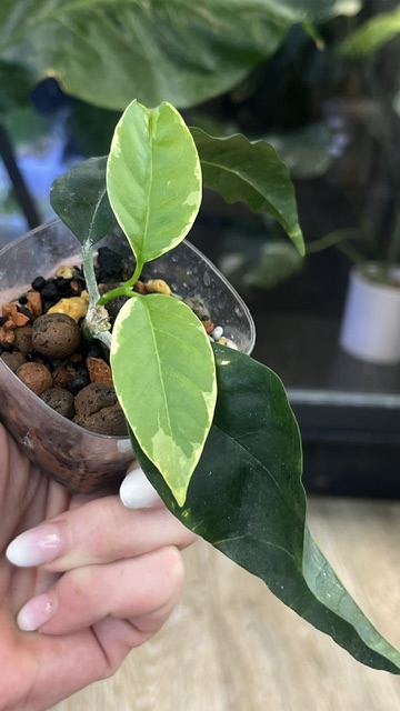 Hoya multiflora albomarginata