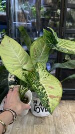 Syngonium Confetti Tricolor