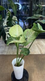 Syngonium Confetti Tricolor #1 - obrazek 4