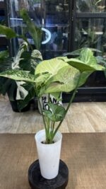 Syngonium Confetti Tricolor #1 - obrazek 5