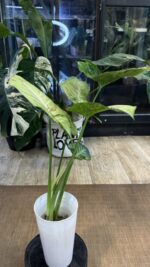 Syngonium Confetti Tricolor #1 - obrazek 6