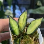 Hoya lacunosa Souma