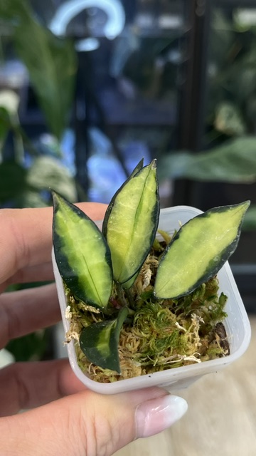 Hoya lacunosa Souma