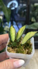 Hoya lacunosa Souma #3 - obrazek 2