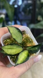 Hoya lacunosa Souma #3 - obrazek 3