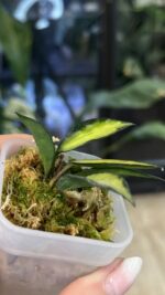 Hoya lacunosa Souma #3 - obrazek 4