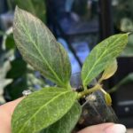 Hoya obscura Silver