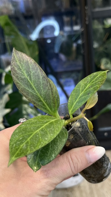 Hoya obscura Silver