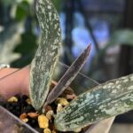 Hoya sigillatis albomarginata