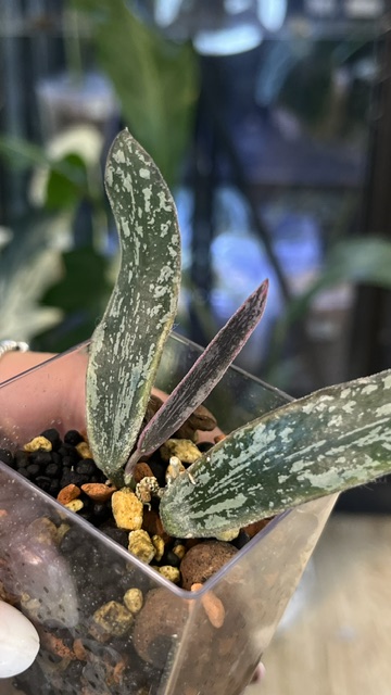 Hoya sigillatis albomarginata