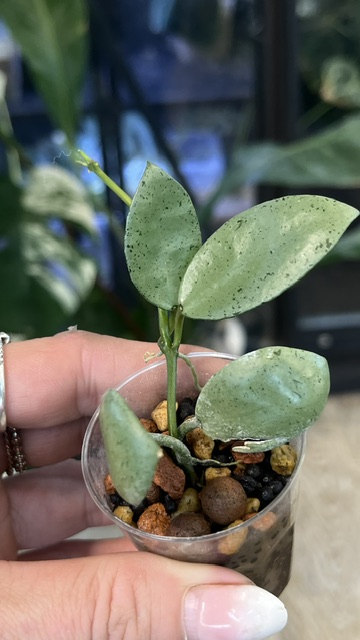 Hoya lacunosa mint coin (true)