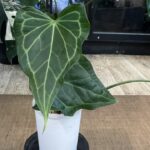 Anthurium Delta Force
