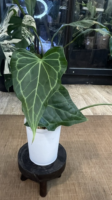 Anthurium Delta Force