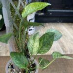 Epipremnum pinnatum cream mint variegata #2