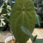 Anthurium Dark Phoenix x AOS mroczne niemal czarne aksamitne liście z jasnym unerwieniem rzadka hybryda kolekcjonerska sklep Variegarden