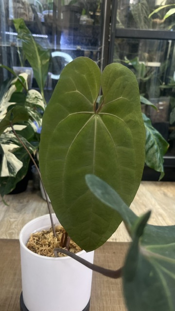 Anthurium Dark Phoenix x AOS mroczne niemal czarne aksamitne liście z jasnym unerwieniem rzadka hybryda kolekcjonerska sklep Variegarden