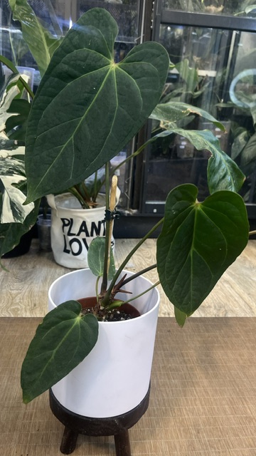 Anthurium Red Gunsal