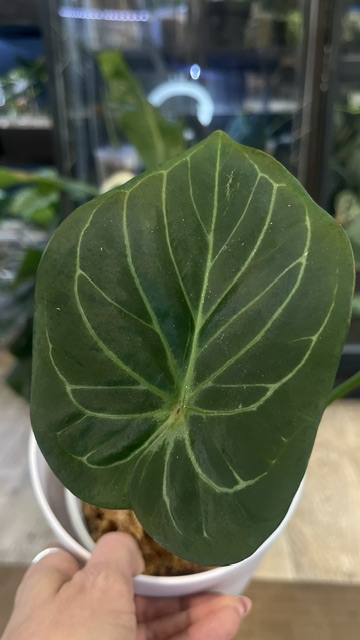 Anthurium King of Spades