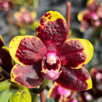 Phalaenopsis Miki Bad Boy, kolekcjonerski storczyk o woskowych, bordowo-czekoladowych płatkach z żółtym obrzeżeniem i fuksjową warżką, Variegarden.