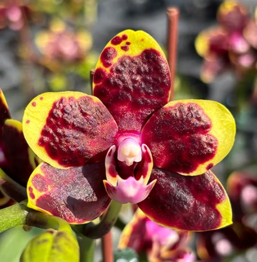 Miki Book Boy Phalaenopsis Miki Bad Boy, kolekcjonerski storczyk o woskowych, bordowo-czekoladowych płatkach z żółtym obrzeżeniem i fuksjową warżką, Variegarden.