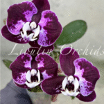 Phalaenopsis CX Red Plum, kolekcjonerski storczyk o woskowych, ciemnośliwkowych kwiatach z jaśniejszym wzorem splash i białą warżką, Variegarden.